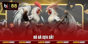 Đá gà cựa sắt