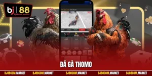 Đá gà Thomo