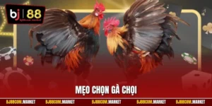 Mẹo chọn gà chọi