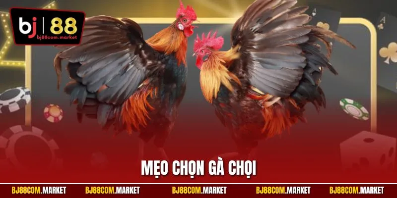 Mẹo chọn gà chọi