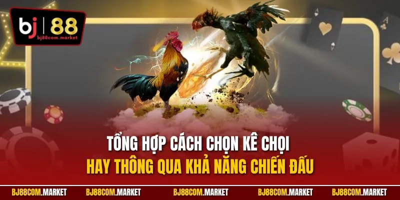 Tổng hợp cách chọn kê chọi hay thông qua khả năng chiến đấu
